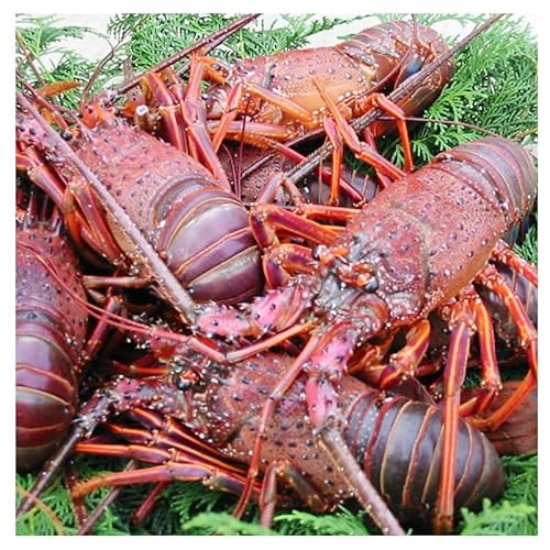 活 伊勢海老 4〜8匹 活きたままお届け 毎年10月〜翌年5月中旬出荷予定 獲れたて 活伊勢えび 伊勢えび 伊勢エビ 海老 えび エビ 貝 魚介 魚介類 海鮮 冷蔵 静岡 静岡県