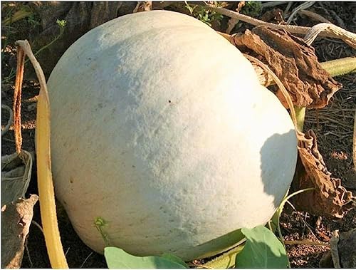 Semillas de calabaza blanca Lumina - Más de 30 unidades - para plantar Halloween otoño tallado fantasma Casper oso polar Calabaza de invierno PVP