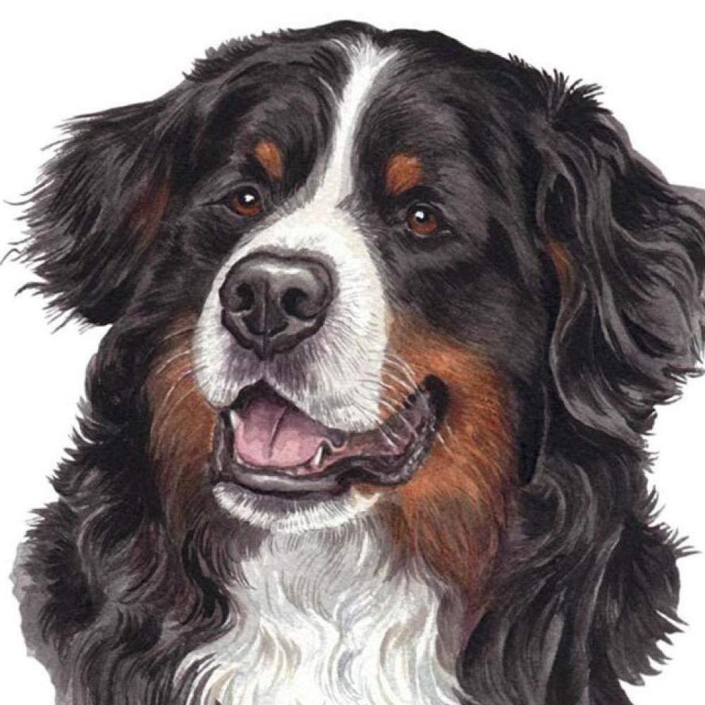 Diamond Painting Berner Sennenhund - 5D Diamant Bild 40x50cm | Full Drill Set