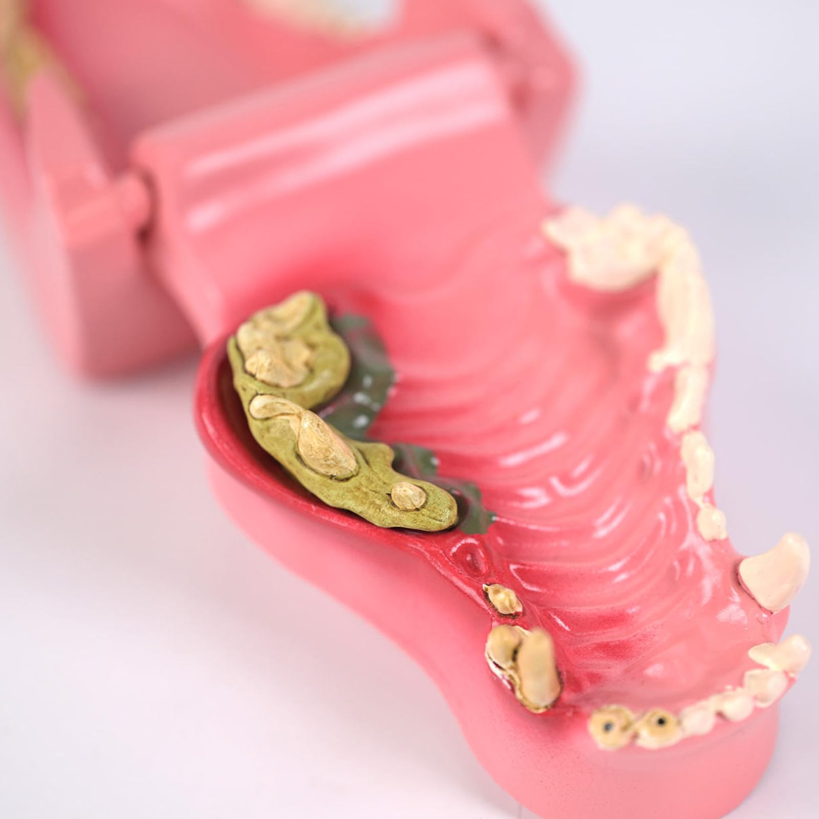 Modello per addestramento dei denti del cane per l'addestramento veterinario, la cura degli animali domestici e l'uso domestico in PVC, lezione veterinaria dei denti taglienti dei cani