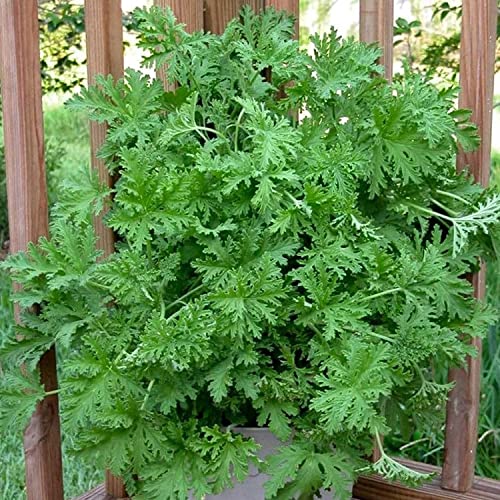 1000+ Citronella Plant Seeds - Non-Gmo - Fresh Garden Home Plant Seeds For Planting #TOP2