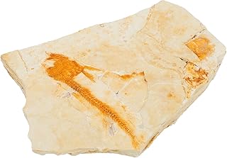 iplusmile Paleontological Fossil Natural Vivid Real Fossils Lycoptera Fossil for Gift Decoration Teaching