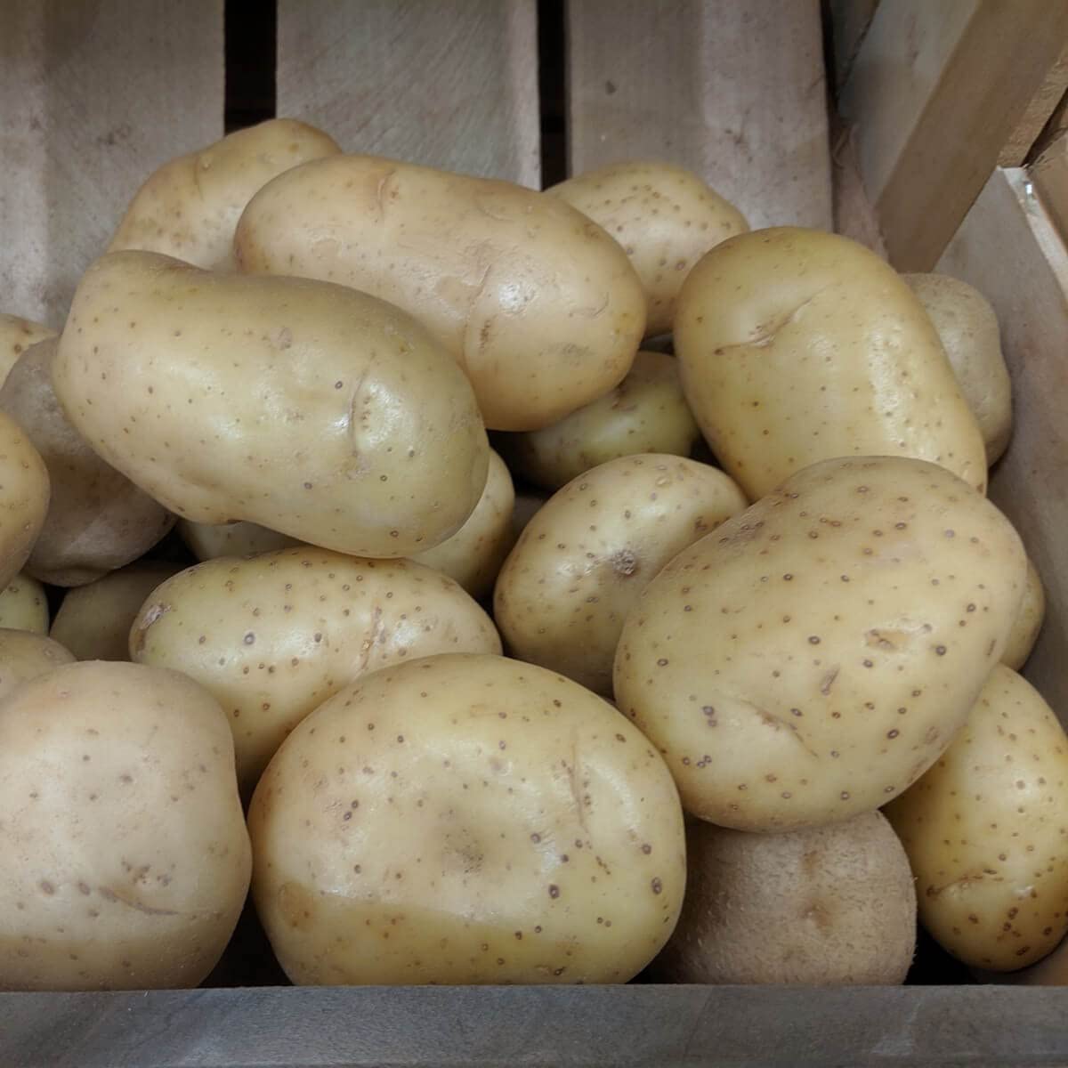 Seed Potato Harmony Main Crop Potatoes Grow Your Own Vegetables x 10 Tubers Ready for Planting Now. Easy to Grow.