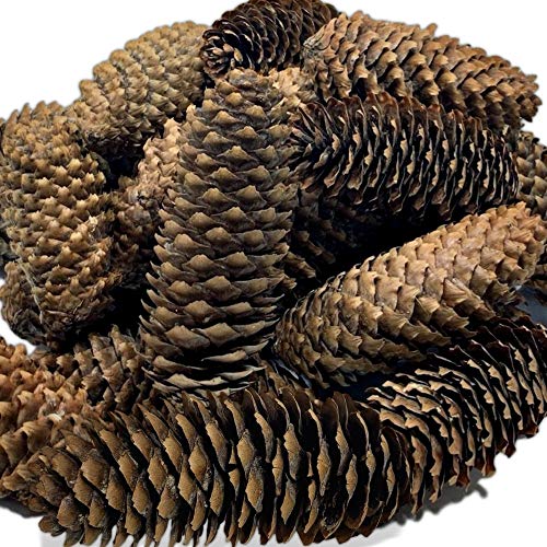 Natural Brown Spruce Pinecones - Set of 18 - Real...