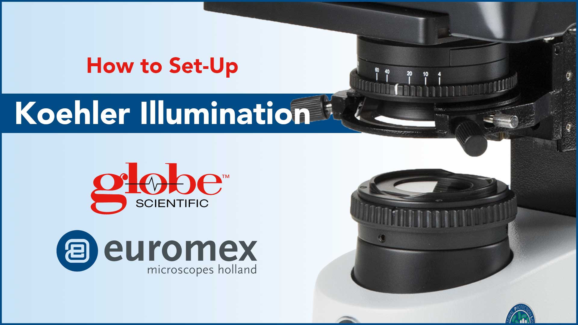 Image of bScope Trinocular Compound Microscope, HWF 10x /20mm Eyepieces and Quintuple Nosepiece with Plan Phase PLPHI 10 /20 /S40 /S100x Oil Infinity Corrected Objectives Globe Scientific | Euromex