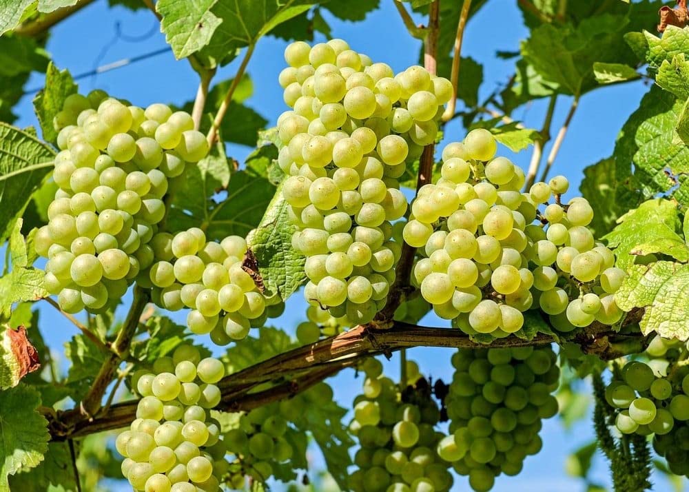 Golden Bloom Hybrid Air Layering Thompson Seedless grape Fruit plant "Grafted hybrid - 1 Healthy Live Super Yielding Early Fruting Thompson Seedless grape Fruit Plant 1-1.5 Ft Height for Home Garden (B0BTYDRQ9N) Amazon Price History, Amazon Price Tracker
