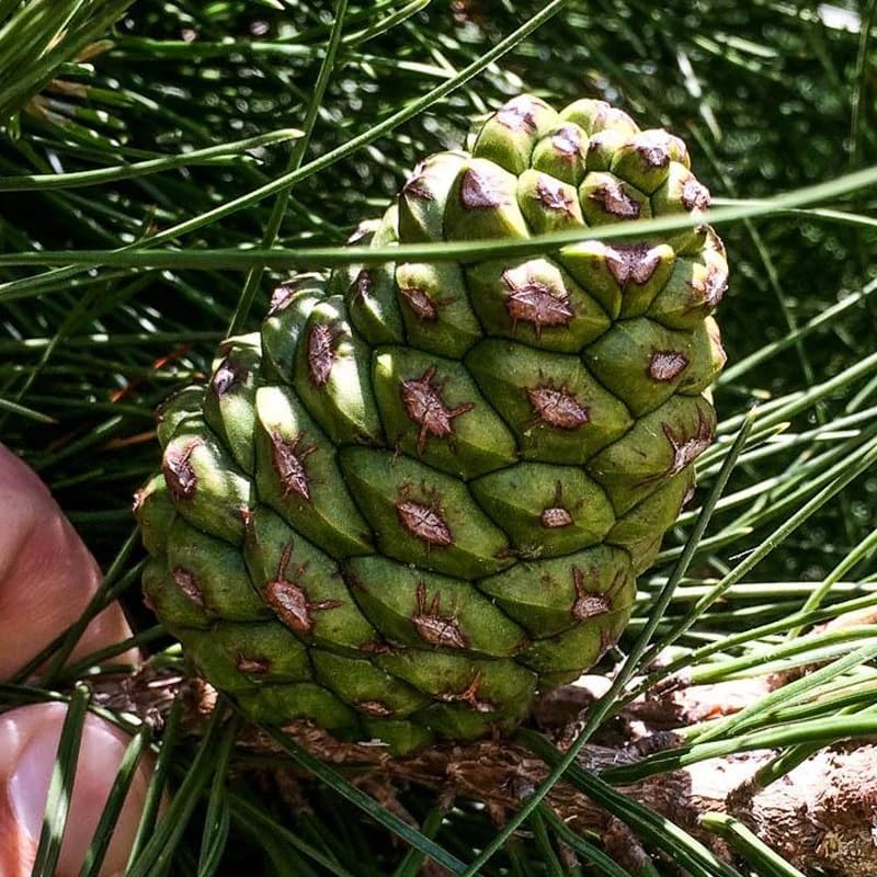 Pinus eldarica (Afgan Pine, Mondell Pine) Tree Seeds, Attractive Appearance, Fast Growth Rate, Seeds by MySeeds.Co, You Choose The Amount (1 oz)