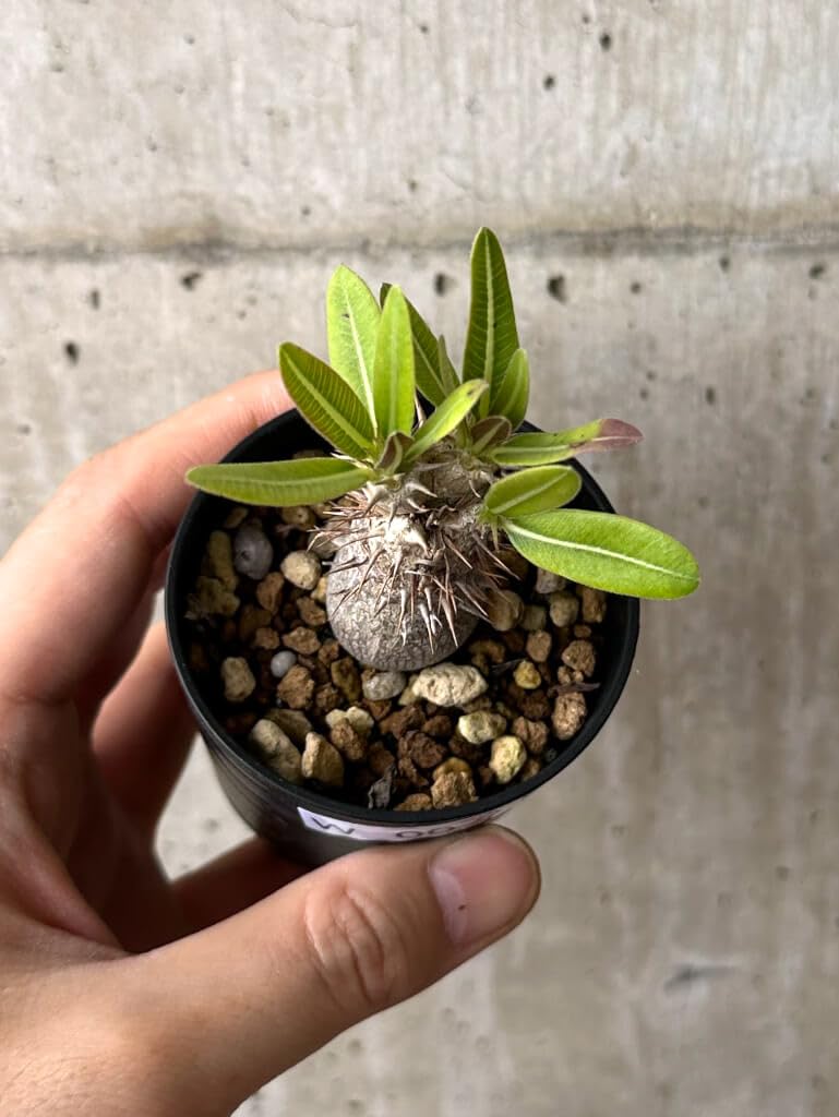 パキポディウム　デンシフローラム　塊根植物 Amazon｜【現品限り】パキポディウム・デンシフローラム【W7