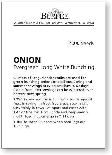 Miniatura 3 de Burpee Evergreen Semillas de Cebolla Larga Blanca Agrupada 2000 semillas