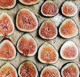 HEIRLOOM NON GMO Honey Fig 10 Seeds