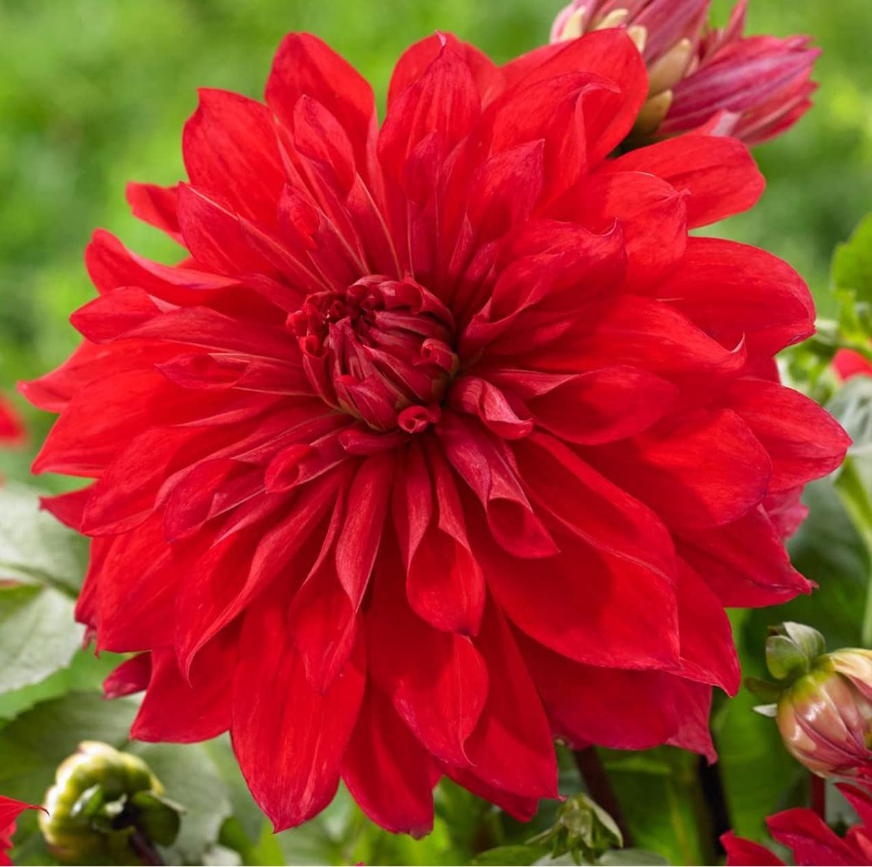 Votaniki Babylon Red Dahlia