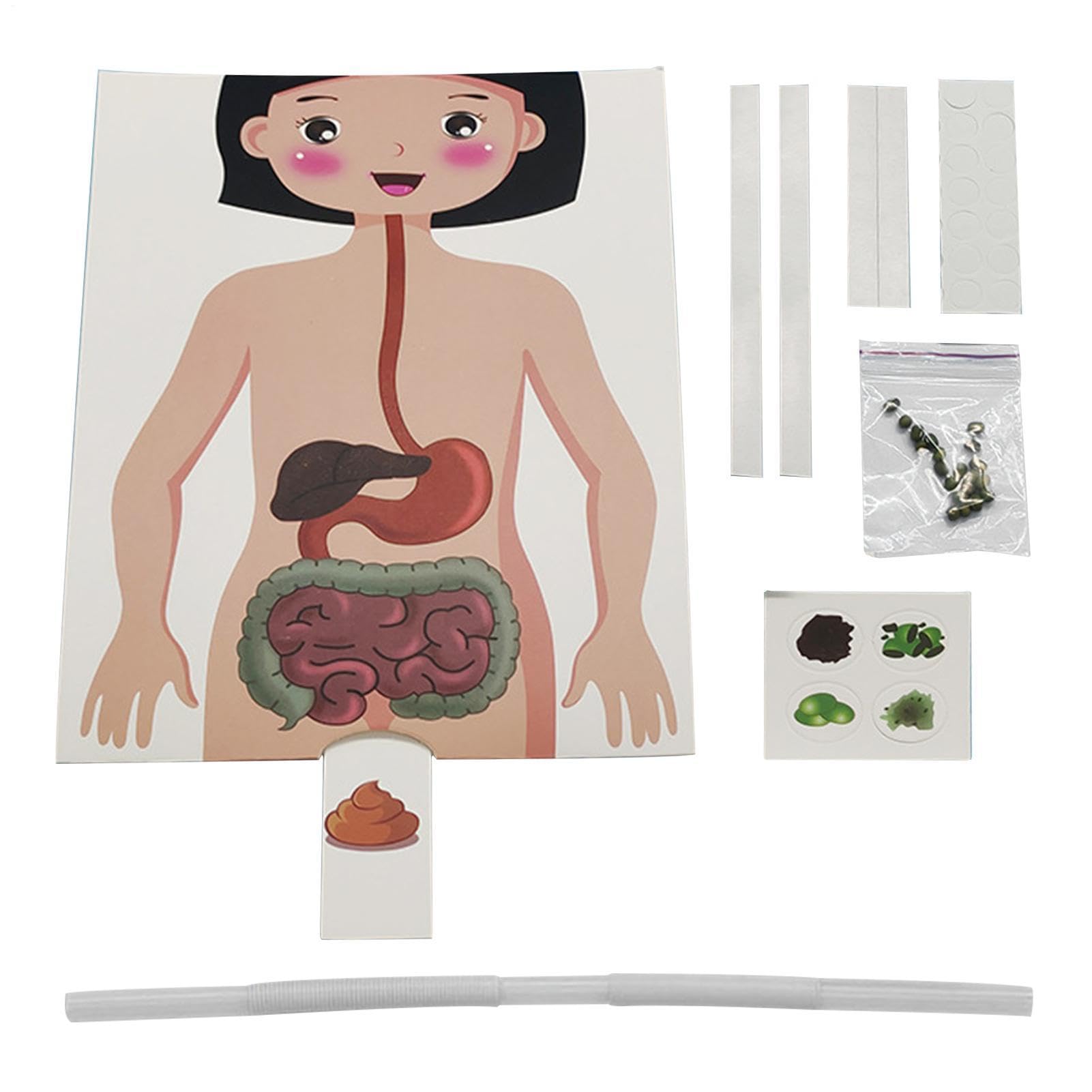 Digestive System Model Toys Safe Human Anatomy Educational Toy Science Teaching Fun Learning Tool Children Boys Girls Biology Laboratory Kits Removable Internal Organ Parts 3D Medical Mannequin