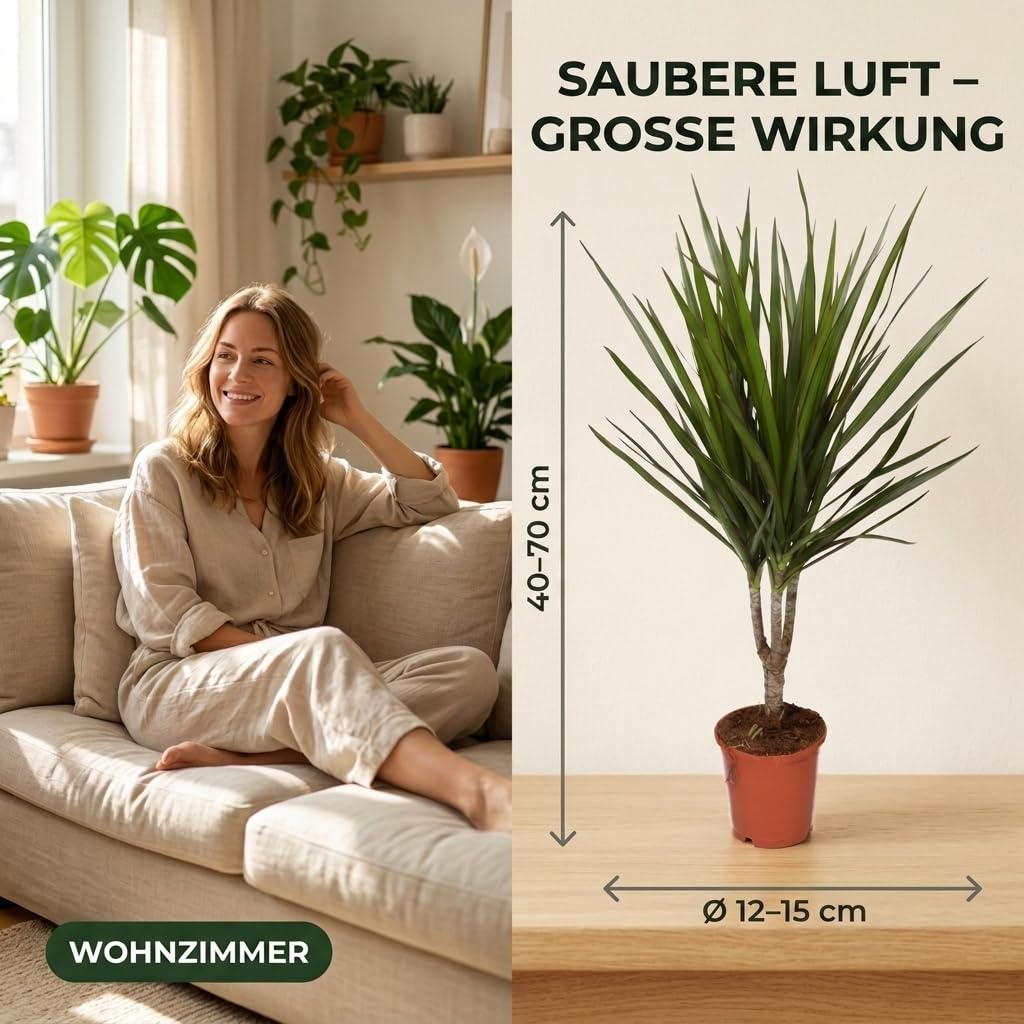 Lot de 3 purificateurs d'air Monstera, Spathiphyllum, Dracaena Ø 40-70 cm