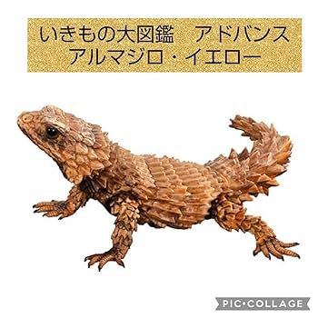 Amazon.co.jp: アルマジロトカゲ いきもの大図鑑 ガチャ イー