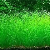 plantas acuaticas estanque madrid Adecuado para acuarios y estanques. Debe mantener la tierra húmeda.