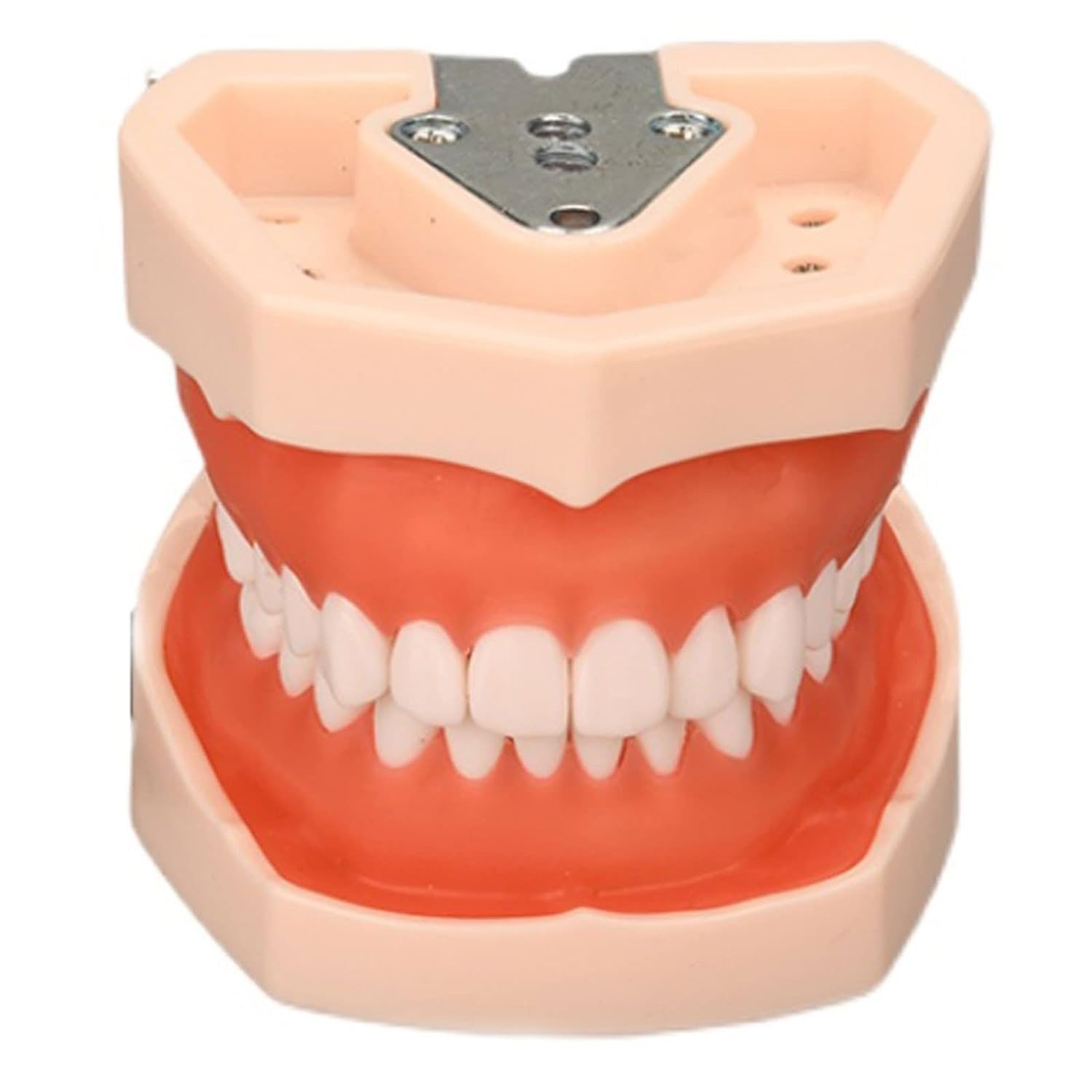 Model Zęba Wyjmowany, Model Zęba Do Demonstracji Dentystycznych, Materiał Zębowy Wykonany Z Żywicy, Narzędzie Do Nauki Medycyny Z 28/32 Zębami, 11 * 8 * 8 Cm,32 Pieces teeth