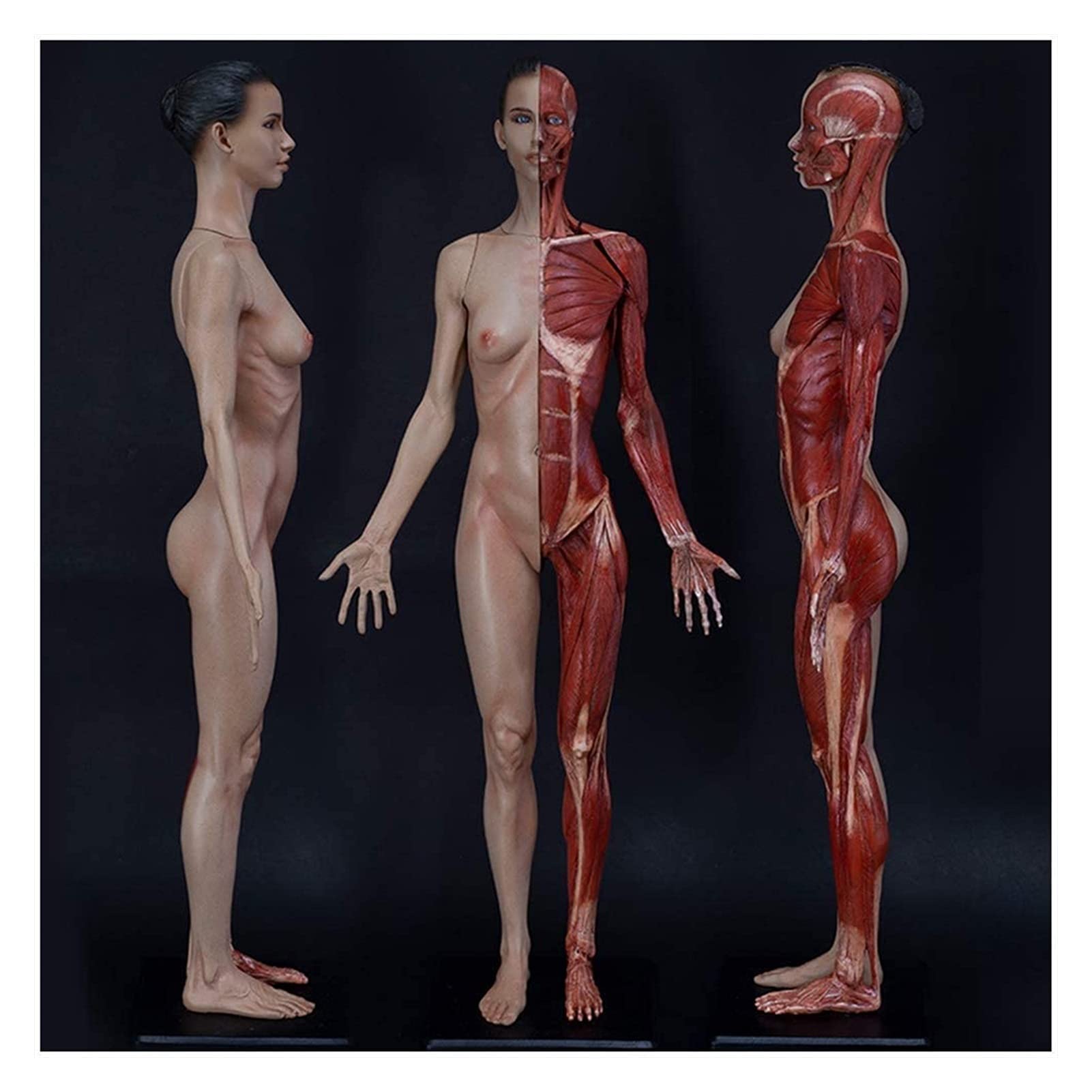 Modèle d'enseignement, modèle d'anatomie humaine féminine de 23,6 pouces / 60 cm - Figure d'anatomie humaine pour le dessin Outil d'art de référence médicale (Color : 60cm) Anatomie Biologie (Color :