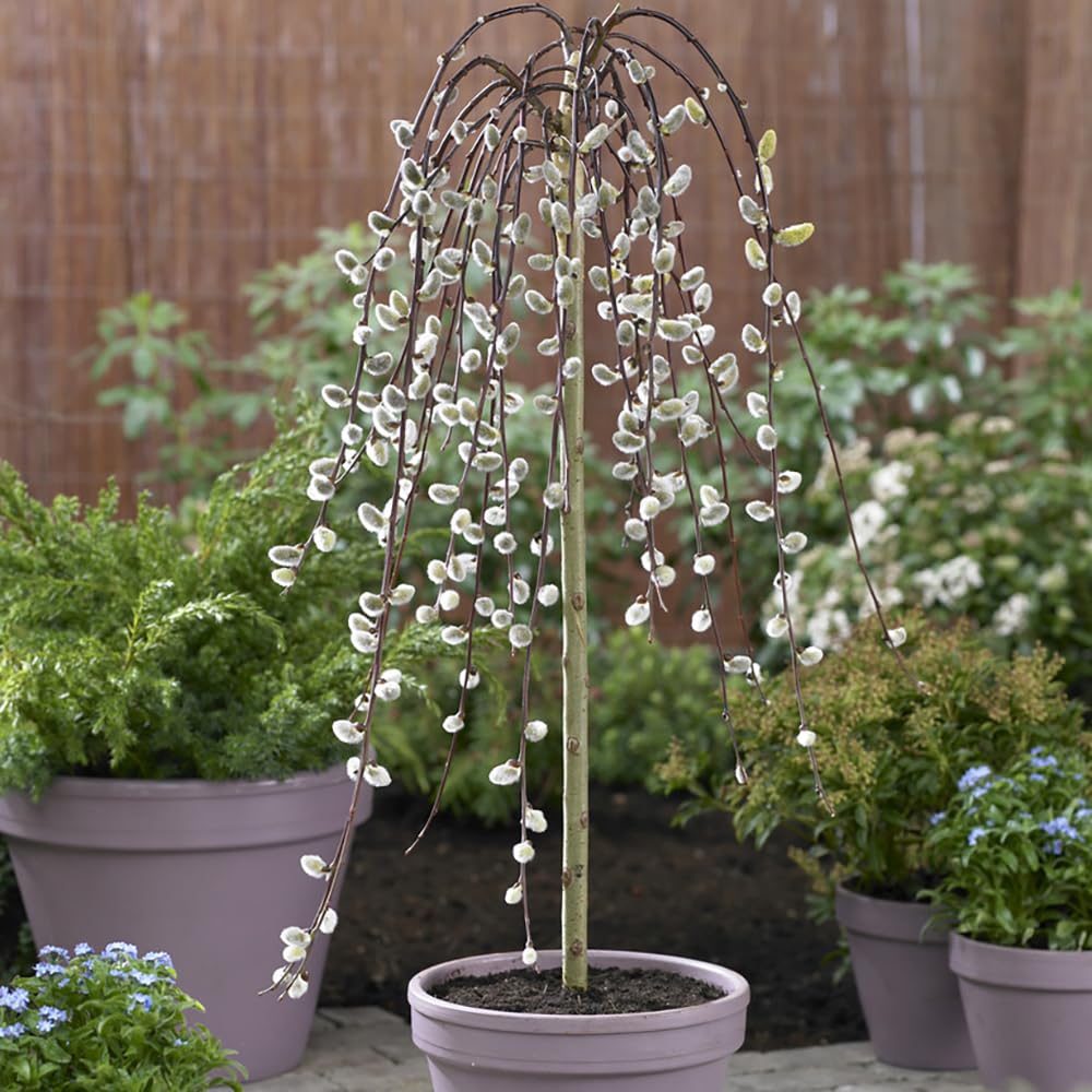 YouGarden - Weeping Willow Salix 'Kilmarnock' Standard Tree 70cm Tall 3L Pot, Small Tree for UK Gardens