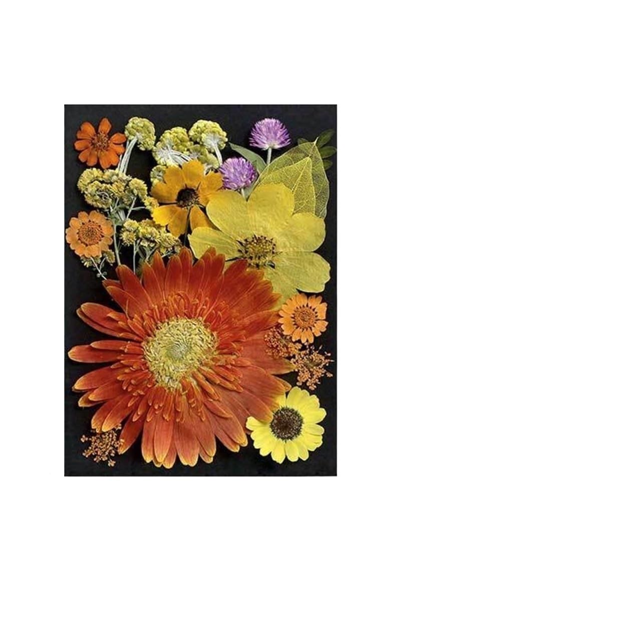 Flores Secas Prensadas Gran Flor Seca for Bricolaje