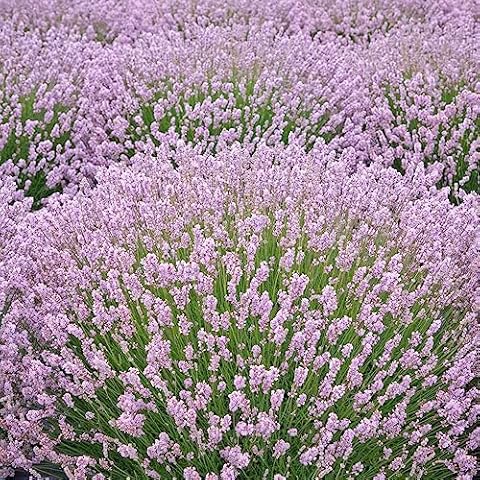 Pink Lavender Seeds with Fragrant Blooms Cover