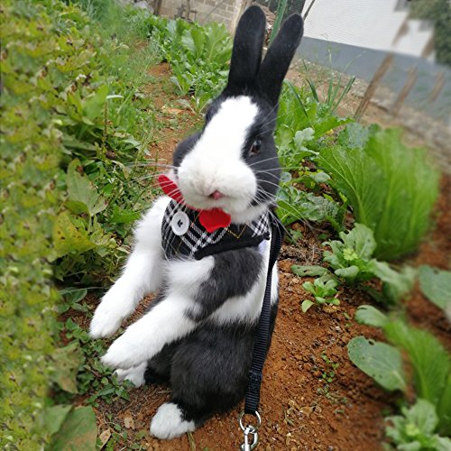 Layboo Soft Handsome Collar Rabbit Little Dogs Cats Harness With Leash Size (M, Black And Brown Plaid) #TOP5