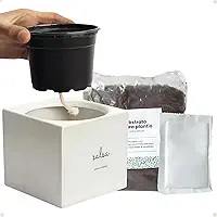 Kit Horta Urbana Vaso Autoirrigavel C/Substrato Semente Hortelã Minimalista Decorativo Branco Cinza Rosa Creme 10cm x 11cm (Cinza Claro)