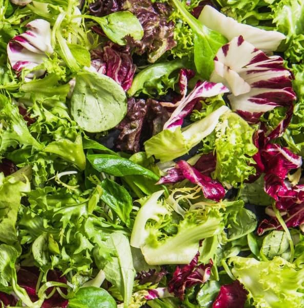 1 Pack of 1000 SEEEDS Italian Mixed Salad Leaves