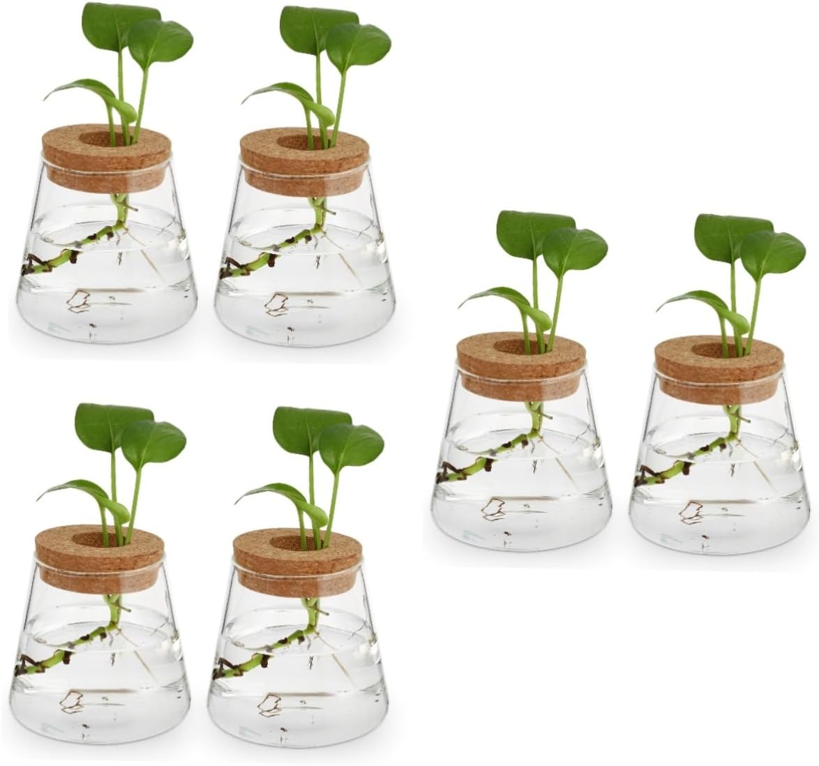 Luxshiny 6pcs Glass Hydroponic Vase Unique Terrarium Planter for Home Office Decoration Stylish Water Plant Holder for Plant