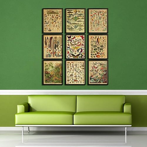 Miniatura 3 de LPGYCEWO 9 pósteres vintage botánicos y de mariposa  impresiones educativas de naturaleza sin marco de 8 x 10 pulgadas, gráficos florales para