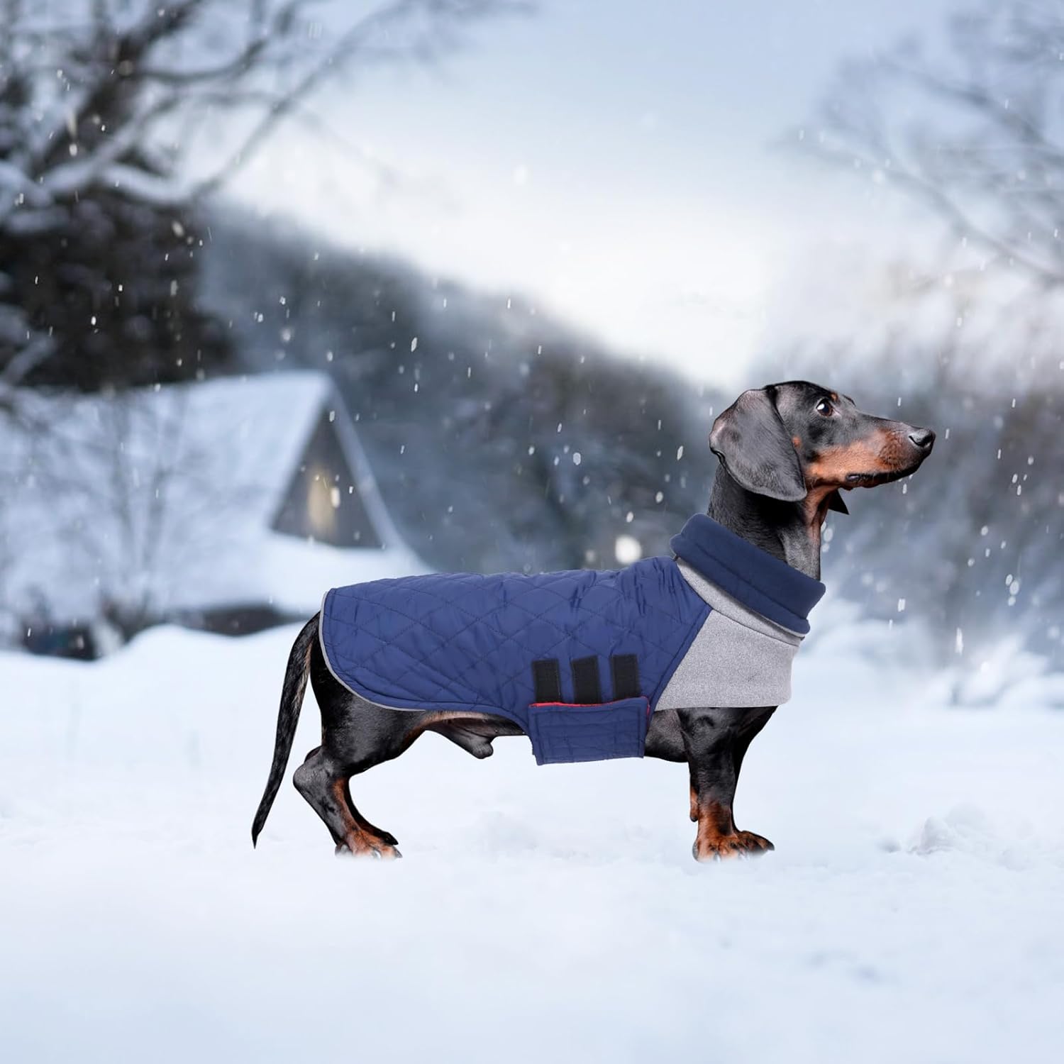 Geyecete Dachshund Coat,Dachshund Winter Coat,Warm Waterproof Windproof, High Neckine String Holes Miniature Dachshund Jacket for Small Dog-Black-S