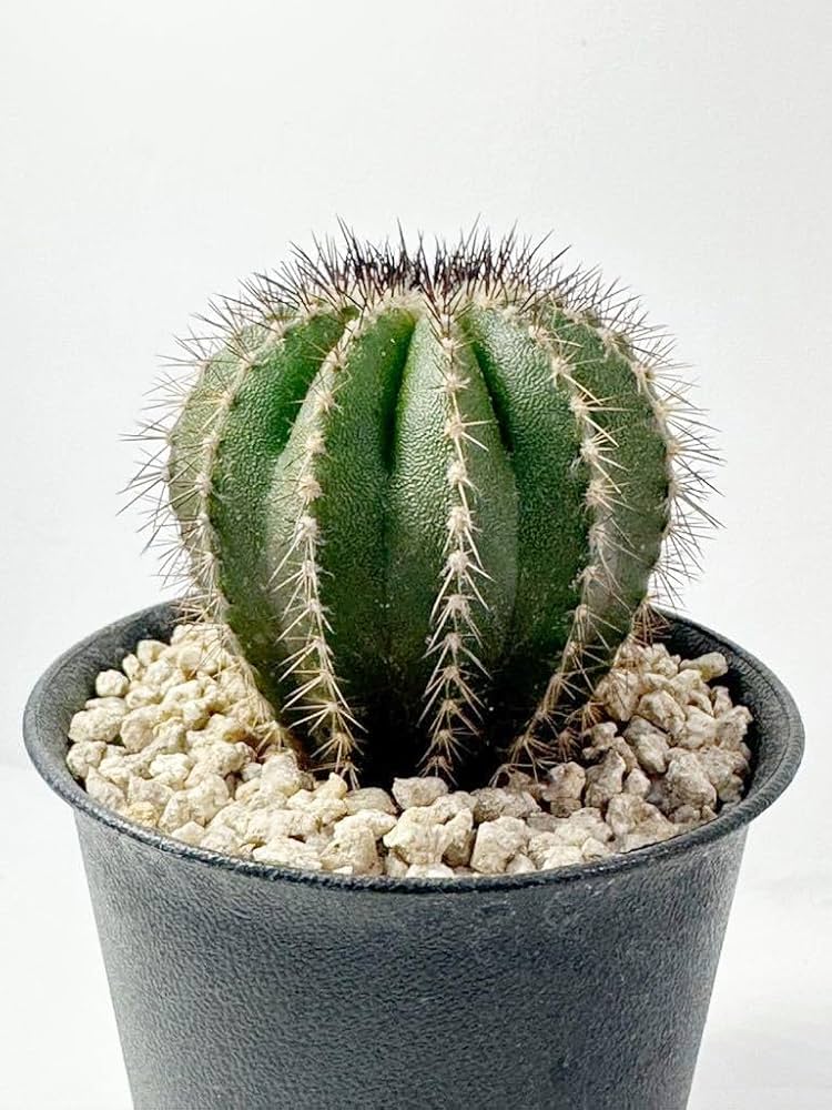 Amazon.co.jp: ユーベルマニア ペクチニフェラ Uebelmannia