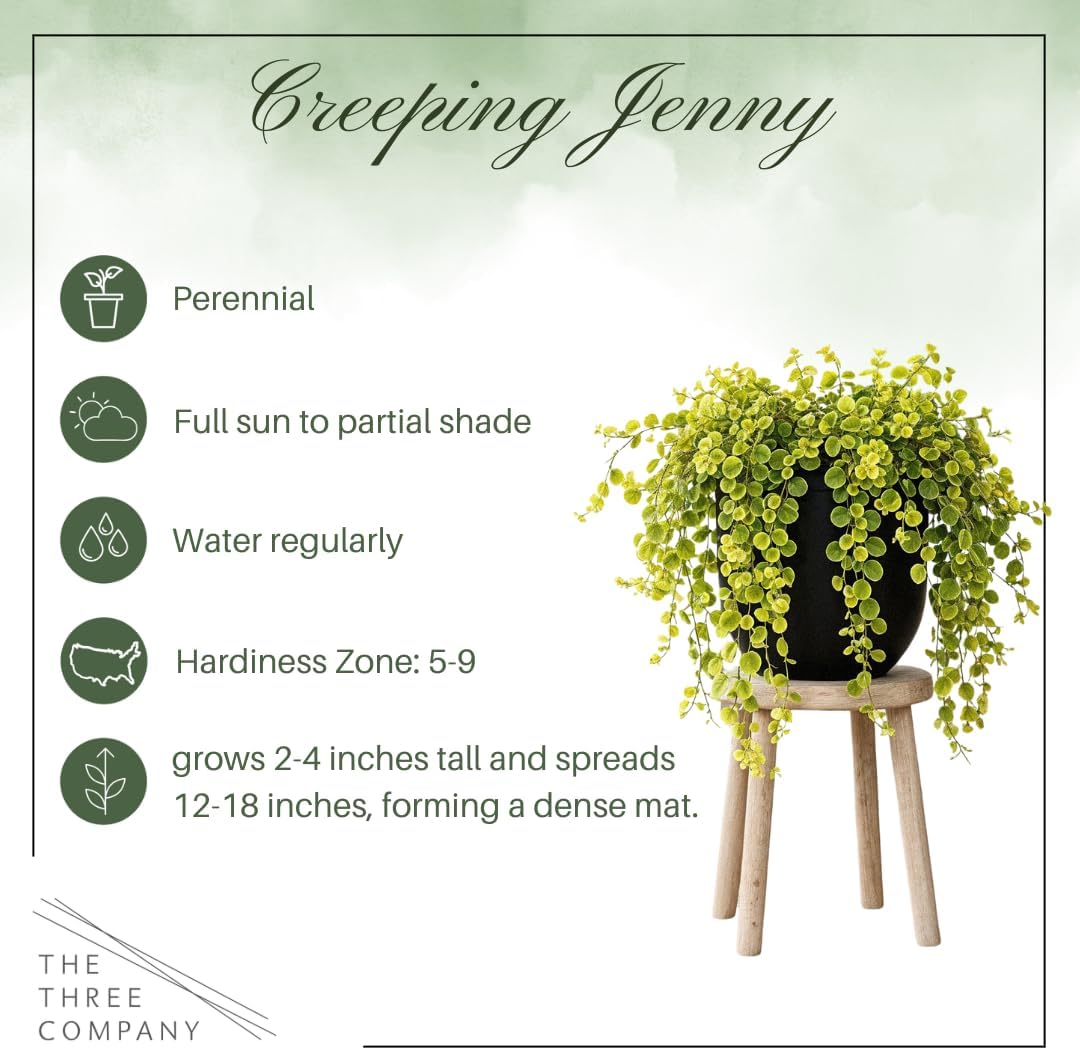 Creeping Jenny Live Plant (Lysimachia nummularia) - 4 Plants Per Pack - Healthy Trailing Perennial - Beautiful Accent Plant - 6" Tall by 4" Wide in 1 Pt Pot