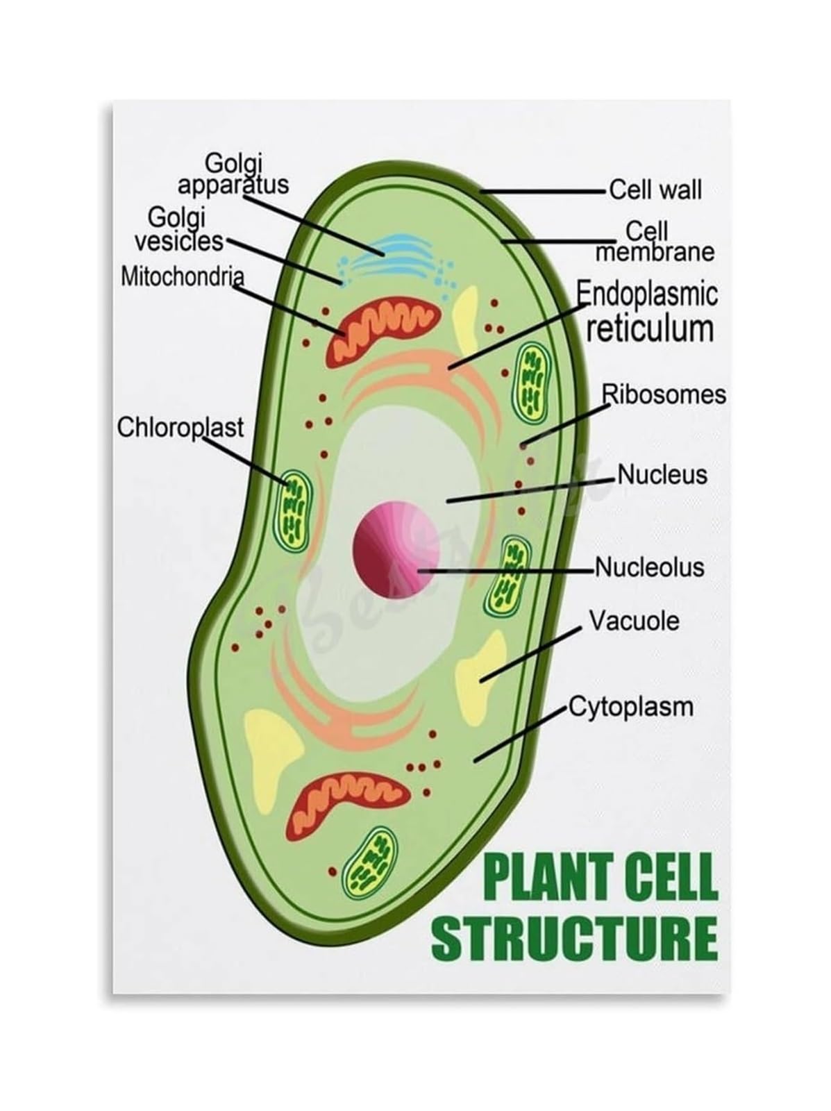 JRXFXEKW Detailed Plant Cell Structure, Biology Science Chart with Nucleus & Chloroplasts, Educational Wall-Art for Classroom, Bedroom, Office(Unframed,08x12inch(20x30cm))