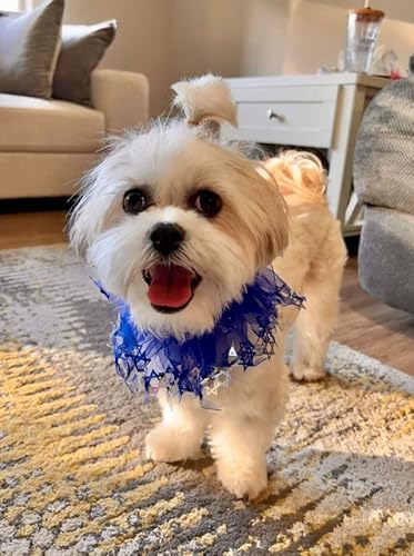 Midlee Large Hanukkah Star Of David Decorative Dog Collar #TOP1