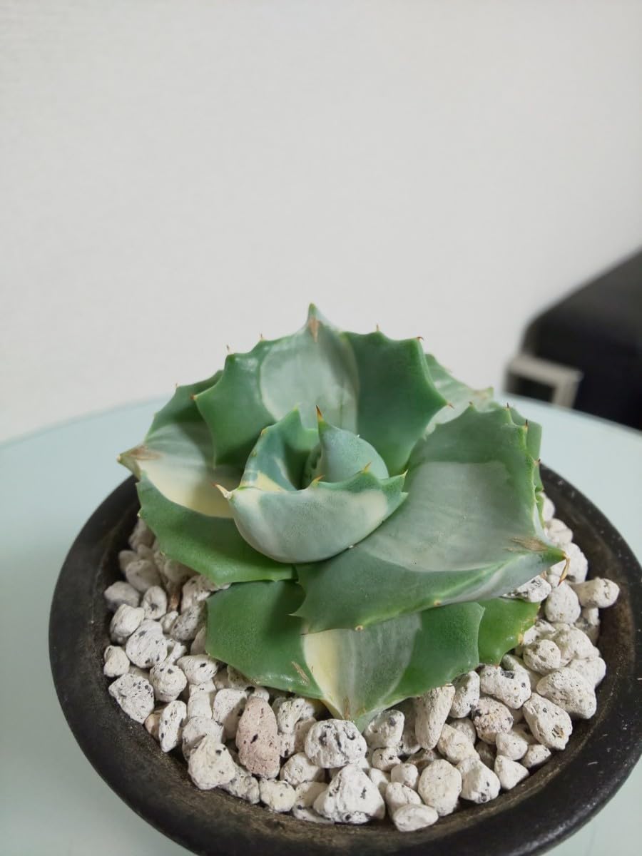 Amazon.co.jp: イシスメンシス 白中斑 アガベ Agave 王妃雷神 斑入り