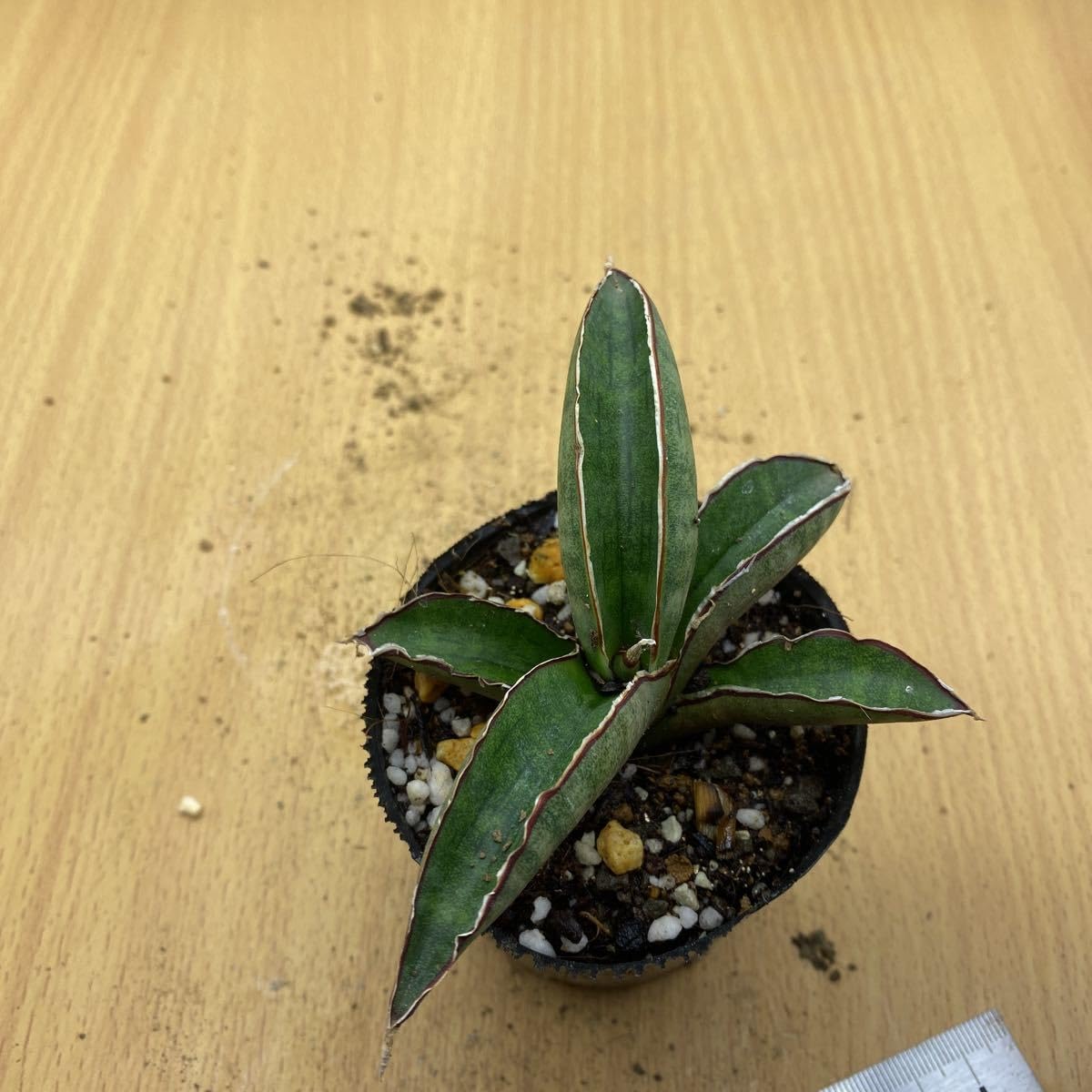 Amazon.co.jp: サンスベリア プフィステリー 多肉植物