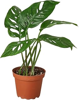House Plant 4-Monstera-Swiss.Cheese Monstera Swiss Cheese Plant in 4 in. Pot