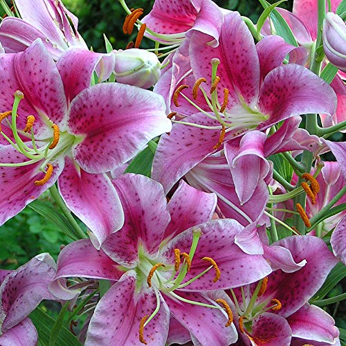 Giant Star Kissed Flower Lily Bulbs - Petals With Deep Fuchsia In The Middle Fading To Light Pink Trimmed In White #TOP3