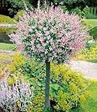 BALDUR Garten 1x Salix-Stämmchen Hakuro Nishiki, Pflanze im 3 Liter-Topf, Flachwurzler, winterhart, mehrjährig, Salix integra, Zierstämmchen, Harlekin-Weide, auffälliges Laub