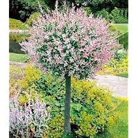 BALDUR Garten Blauregen auf Stamm Wisteria sinensis Glycinie