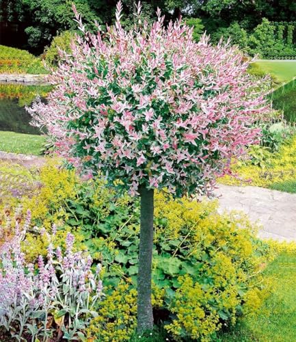 BALDUR Garten 1x Salix-Stämmchen Hakuro Nishiki, Pflanze im 3 Liter-Topf, Flachwurzler, winterhart, mehrjährig, Salix integra, Zierstämmchen, Harlekin-Weide, auffälliges Laub