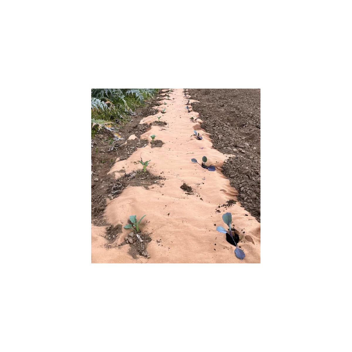 Set di 60 picchetti di fissaggio in legno di pioppo per tela di pacciamatura - Ancoraggio suolo autorodegradabile giardino orto, fissaggio telone pacciamatura