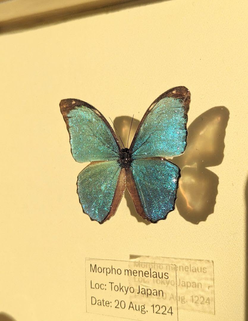Morpho menelaus 標本 青色 O <1005z昆虫・標本・蝶> Morpho menelaus