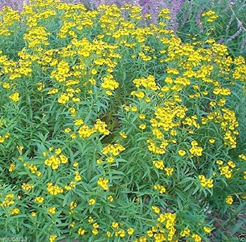 300 Mexican Tarragon Seeds, Mexican Mint,Herb,thrives it hot humid climate!