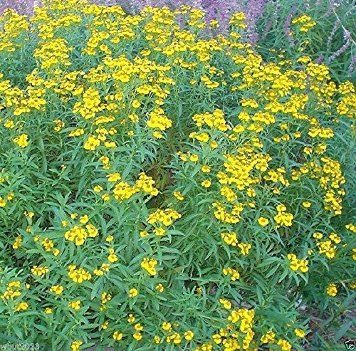 300 Mexican Tarragon Seeds, Mexican Mint,Herb,Thrives It Hot Humid Climate! #TOP15