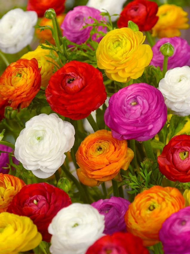 Ranunkeln Blumenzwiebeln Winterhart Mix Mehrjährige Zwiebeln aus Holland für Garten Balkon Beete und Töpfe (10 Ranunkeln Mischung)