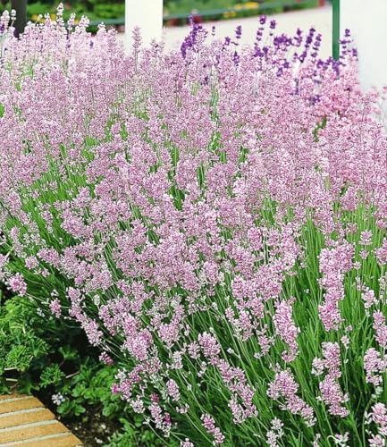 BALDUR Garten 3x Duft-Lavendel 'Rosa' echter Lavendel, Pflanzen im 9x9 cm-Topf, Lavandula angustifolia, Duftlavendel, winterharte Staude, trockenresistent, bienenfreundlich, schmetterlingsfreundlich