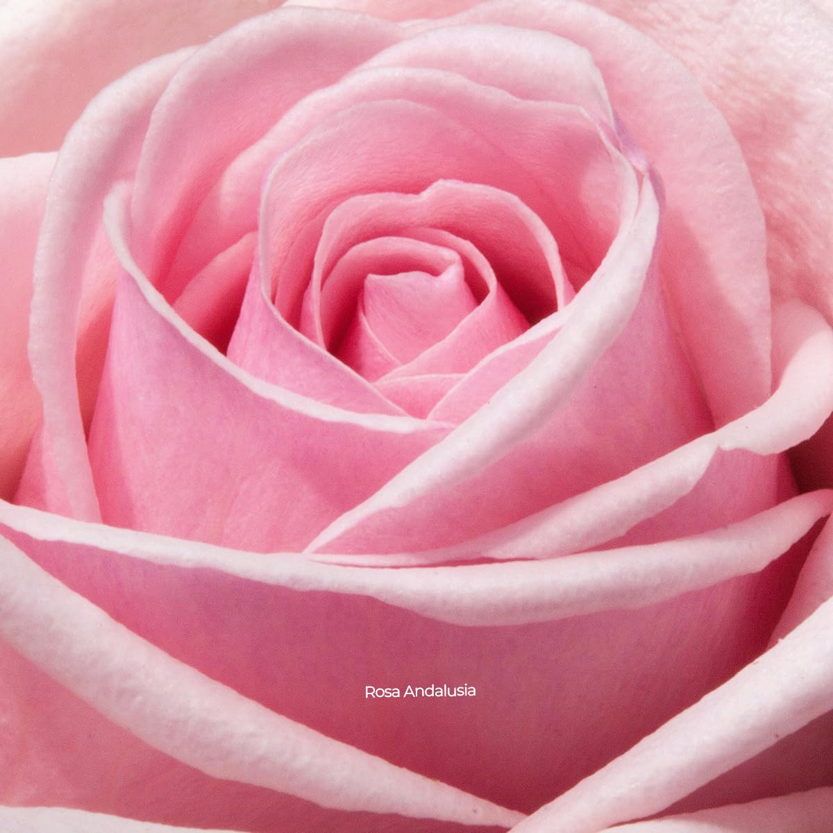 Khushu Rosa Andalusia & Sicilian Oud – Premium Arabic Perfume Oil Set (20 mL Each) – Long-Lasting Alcohol-Free Fragrance with Royal Rose, Oud, and Saffron Notes for Men & Women - Image 7