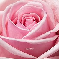 Vista 8 de Rosa Andalusia & Sicilian Oud - Juego de aceites de perfume árabe prémium (0.7 fl oz cada uno) - Fragancia sin alcohol de larga duración con notas