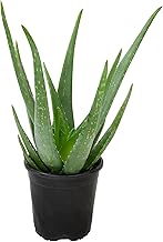 Live Aloe Vera Plant in 1G Grower Pot, Easy Indoor Houseplants, (Approx....